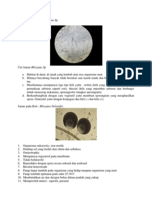 Detail Gambar Jamur Pada Tempe Nomer 8