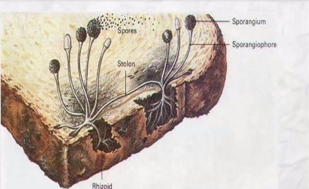 Detail Gambar Jamur Roti Nomer 14