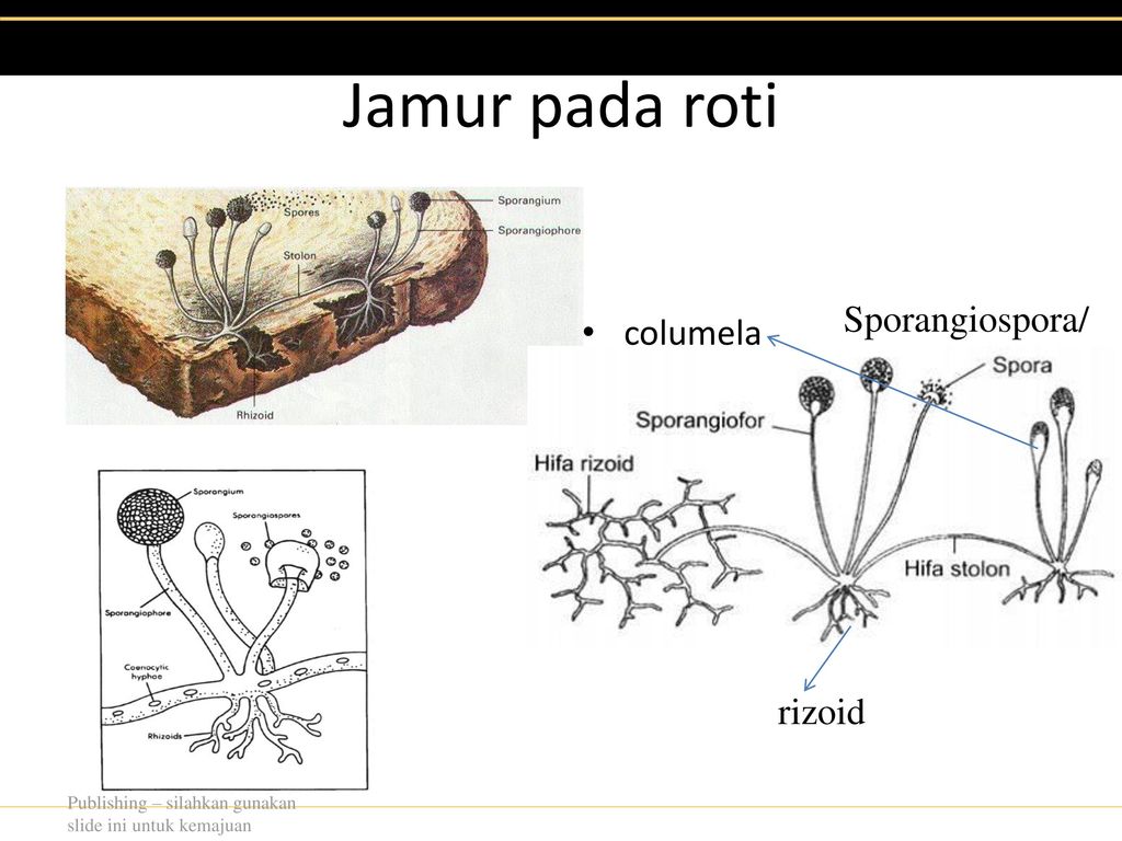 Detail Gambar Jamur Roti Nomer 41