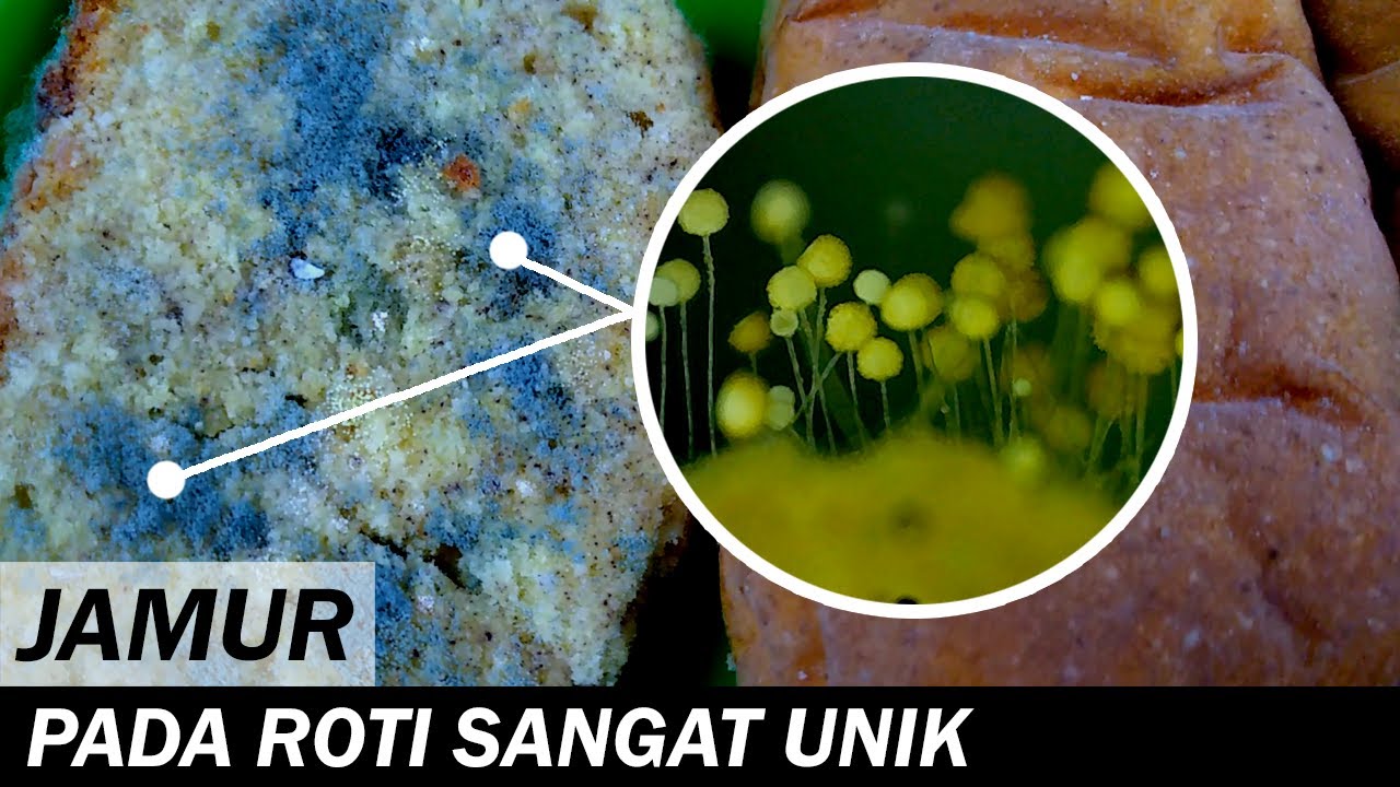 Detail Gambar Jamur Roti Nomer 7