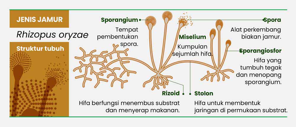 Detail Gambar Jamur Tempe Nomer 14