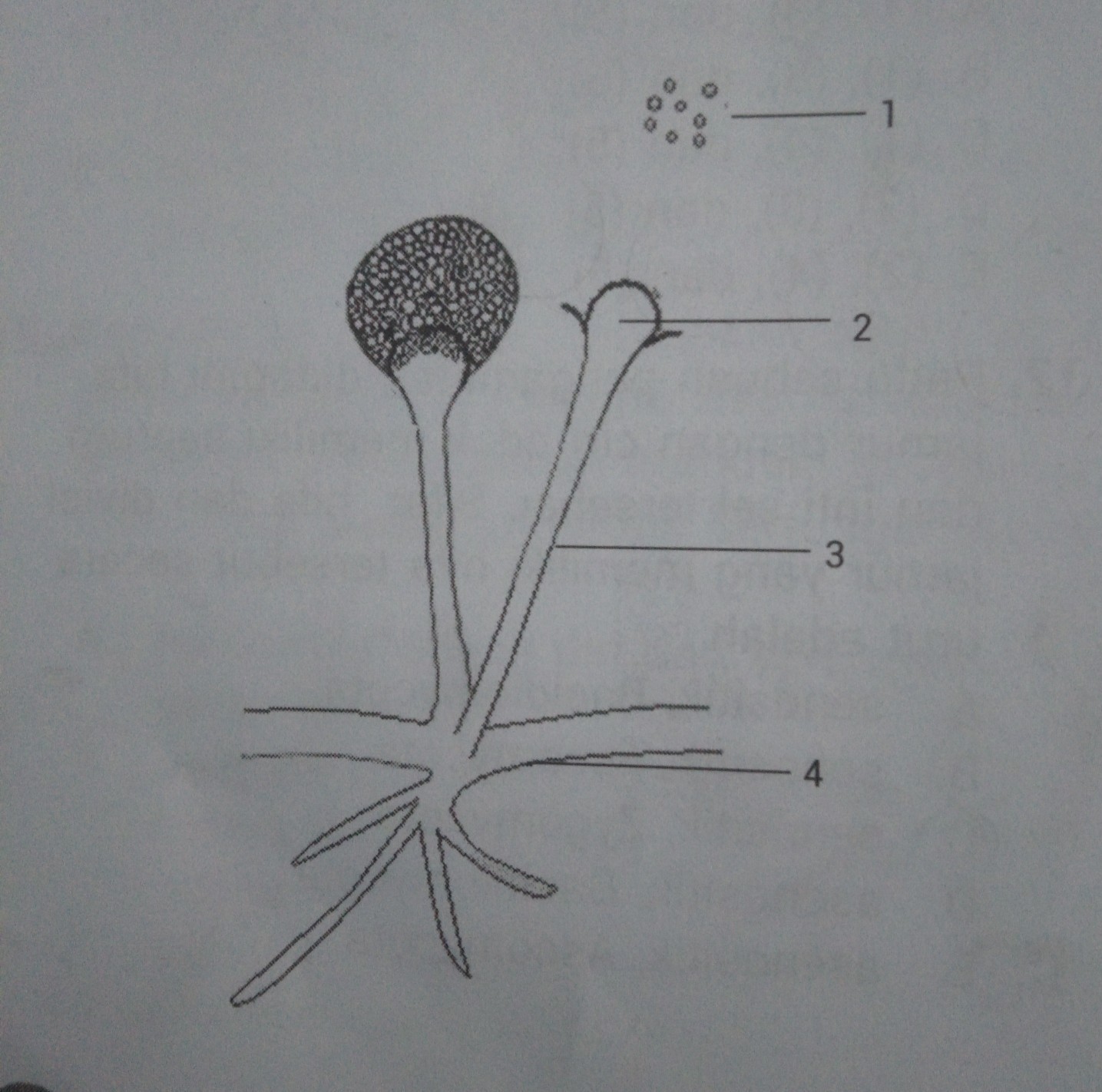 Detail Gambar Jamur Tempe Nomer 5