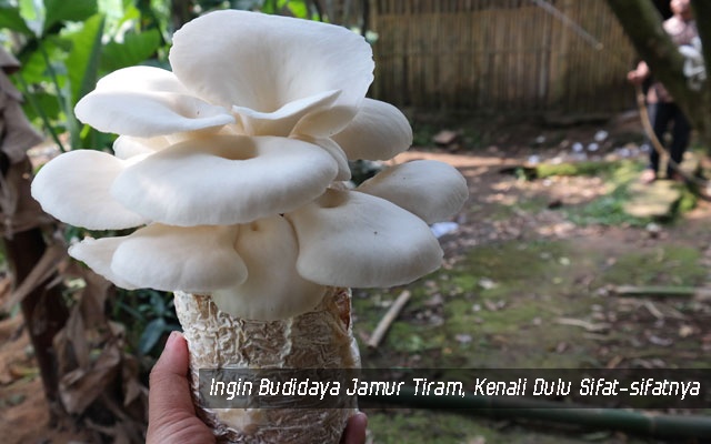 Detail Gambar Jamur Tiram Putih Nomer 23