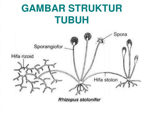 Detail Gambar Jamur Zigomikota Nomer 13