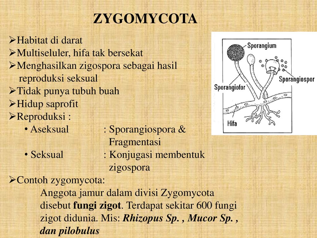 Detail Gambar Jamur Zigomikota Nomer 29