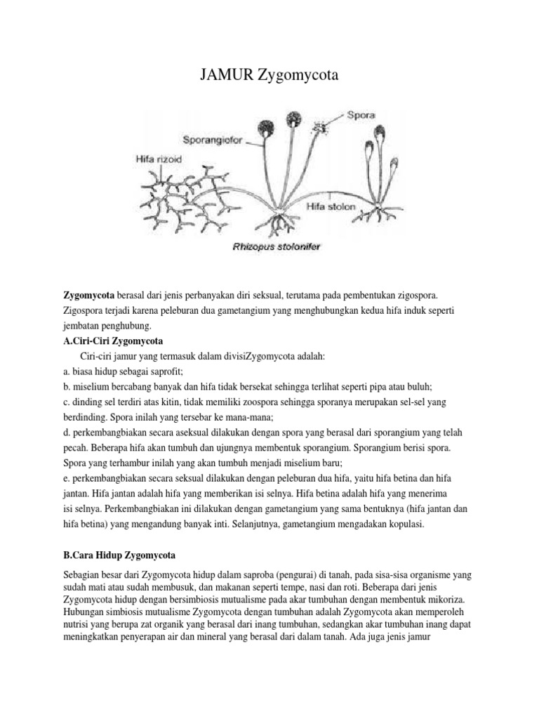 Detail Gambar Jamur Zigomikota Nomer 52