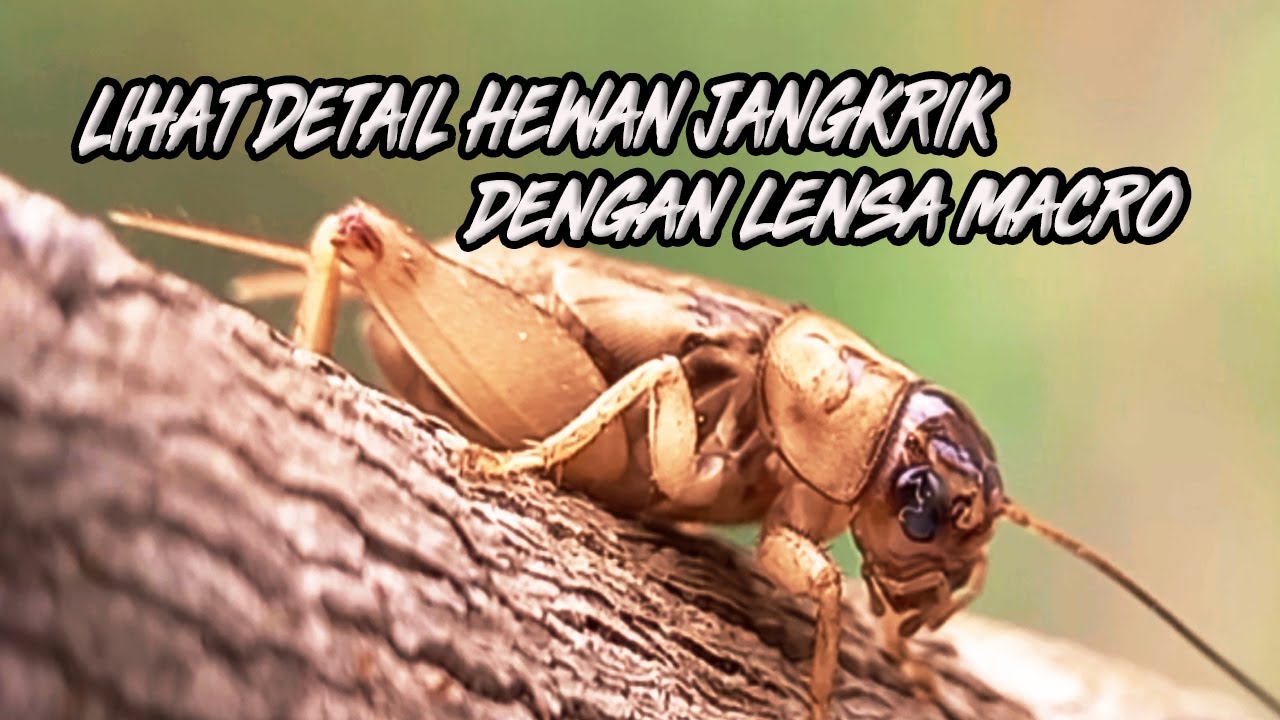 Detail Gambar Jangkrik Lucu Nomer 44