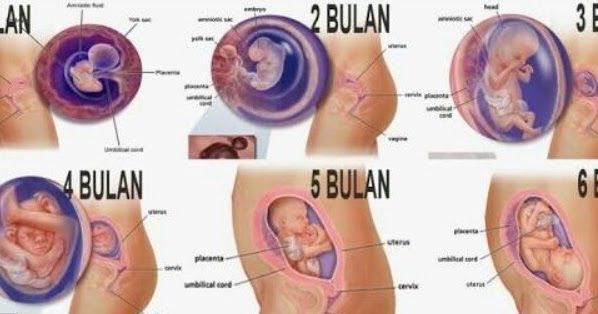 Detail Gambar Janin 1 Sampai 9 Bulan Nomer 16