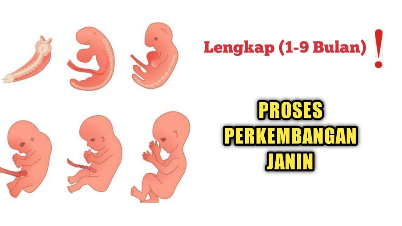 Detail Gambar Janin 1 Sampai 9 Bulan Nomer 31