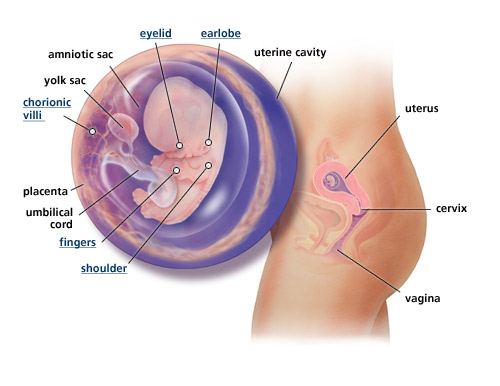 Detail Gambar Janin 1 Sampai 9 Bulan Nomer 8