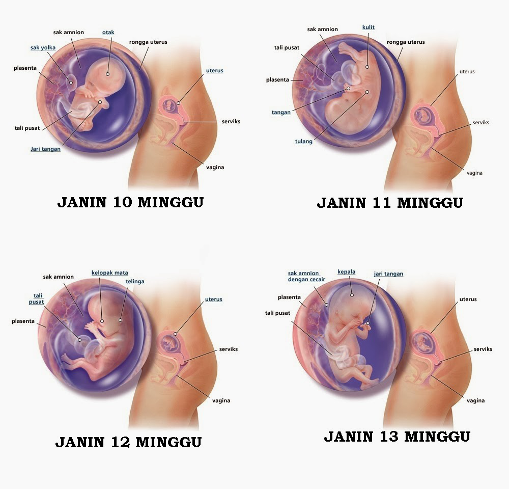 Detail Gambar Janin 10 Minggu Nomer 18