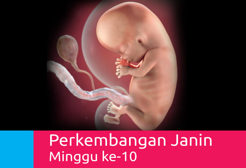 Detail Gambar Janin 10 Minggu Nomer 4