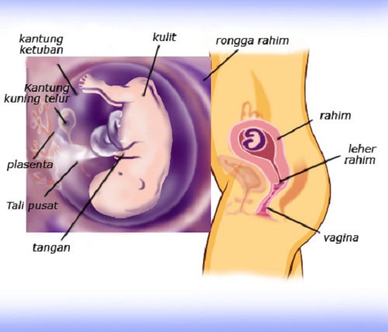 Detail Gambar Janin 11 Minggu Nomer 9