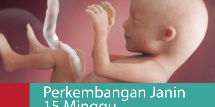 Detail Gambar Janin 11 Minggu Dalam Rahim Nomer 28