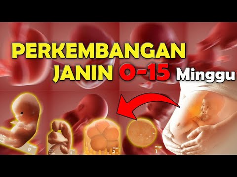 Detail Gambar Janin 11 Minggu Dalam Rahim Nomer 53