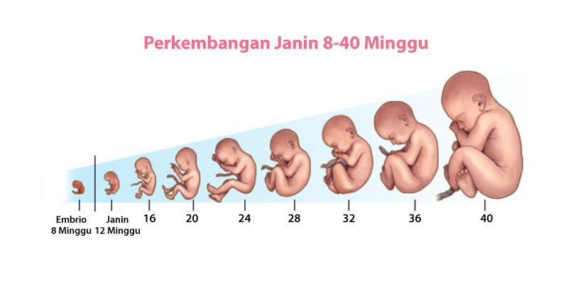 Detail Gambar Janin 13 Minggu Nomer 55