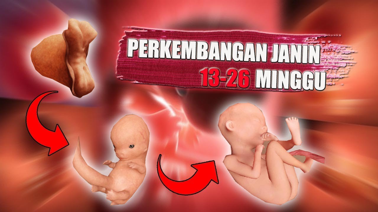 Detail Gambar Janin 13 Minggu Dalam Kandungan Nomer 9