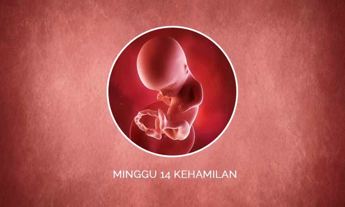 Detail Gambar Janin 14 Minggu Nomer 22