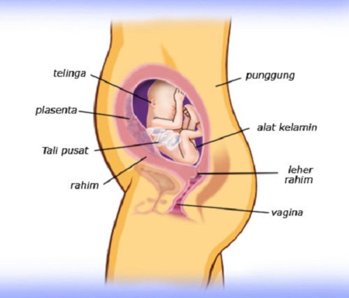 Gambar Janin 14 Minggu Dalam Rahim - KibrisPDR