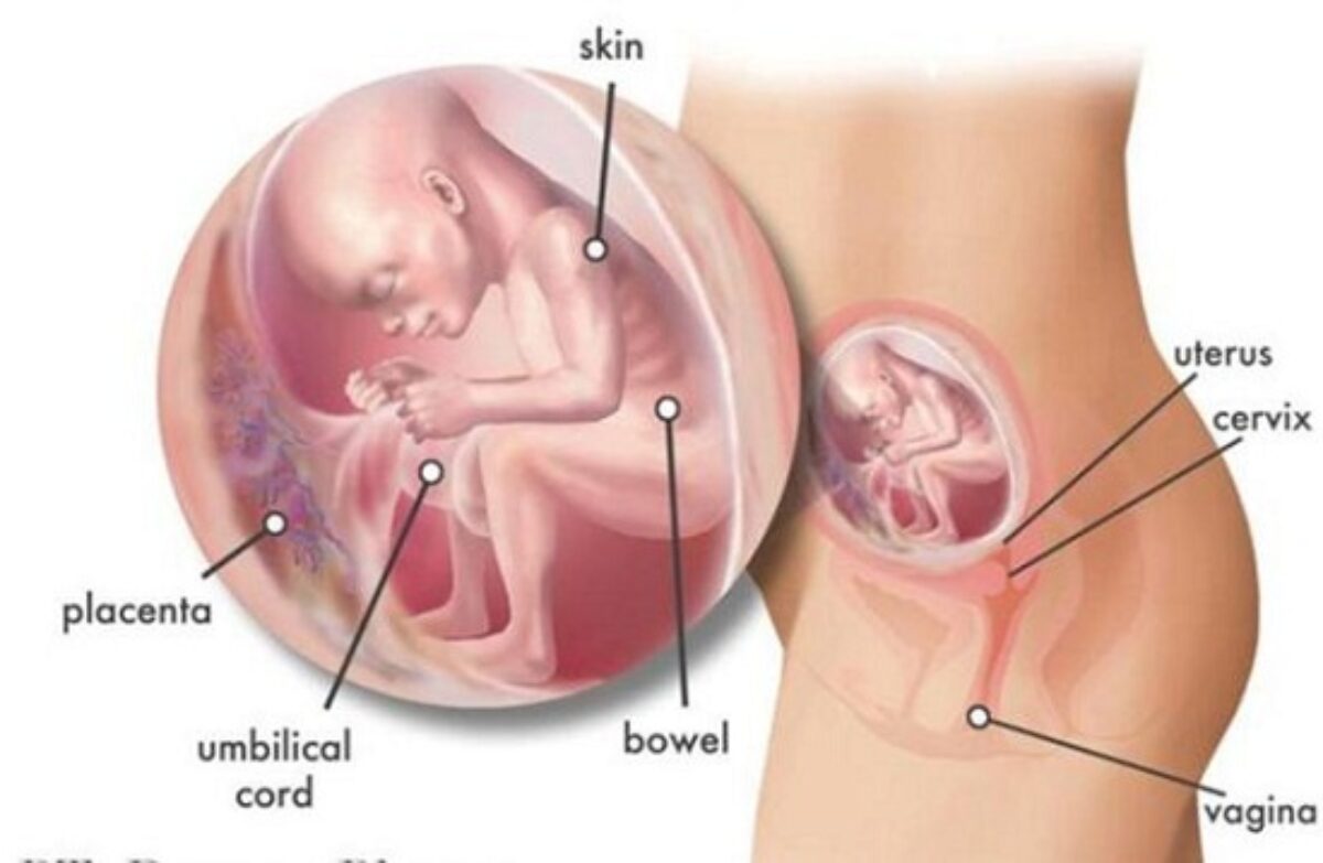 Gambar Janin 17 Minggu - KibrisPDR