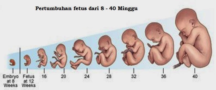 Detail Gambar Janin 19 Minggu Dalam Kandungan Nomer 12