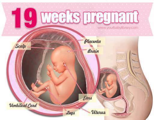 Detail Gambar Janin 19 Minggu Dalam Kandungan Nomer 30