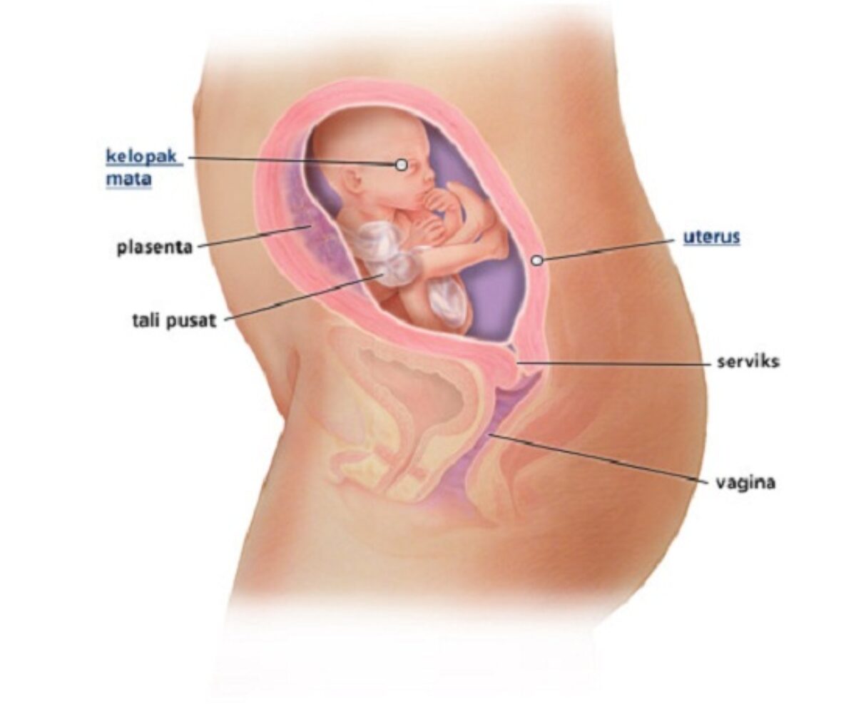Detail Gambar Janin 19 Minggu Dalam Kandungan Nomer 37
