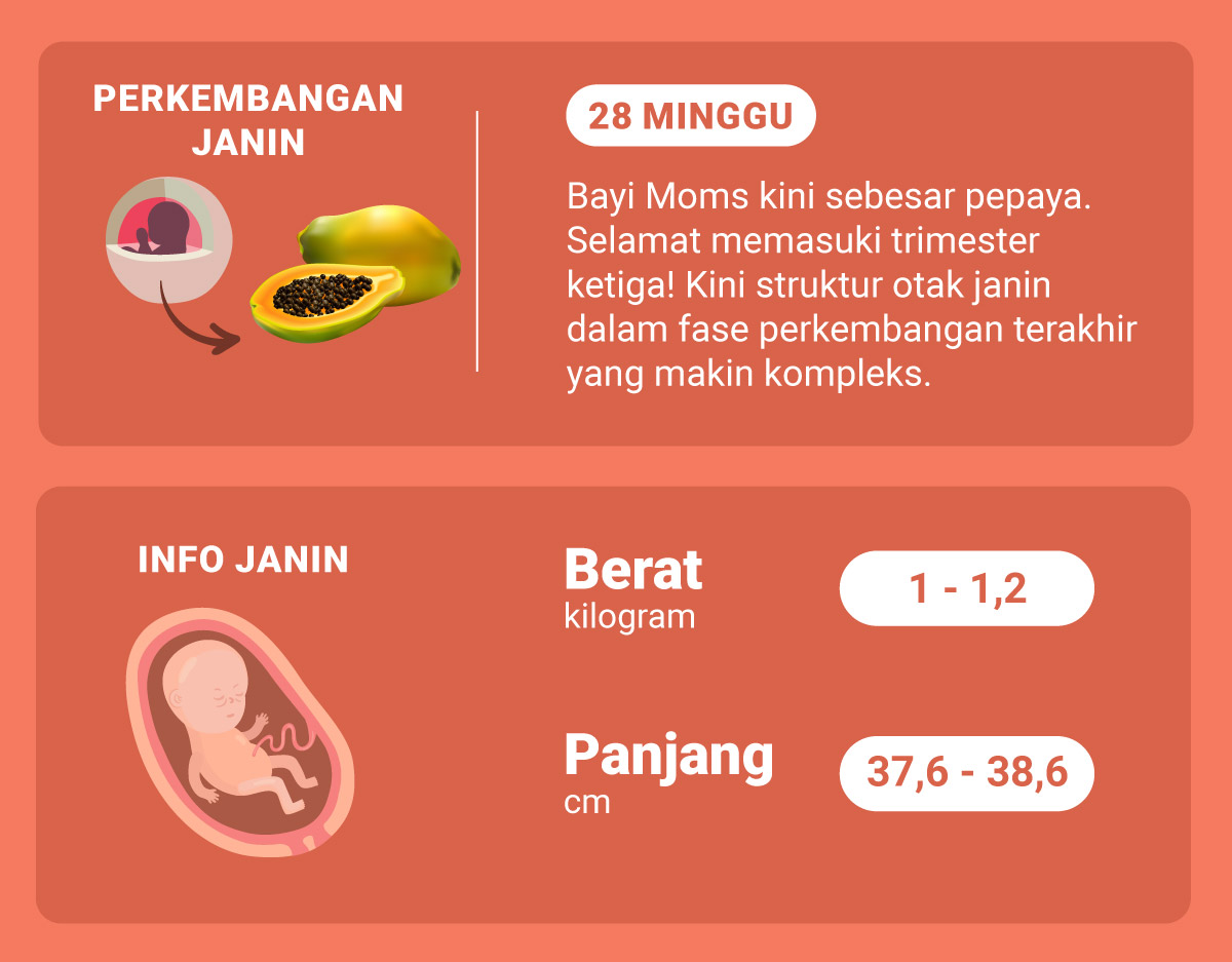 Detail Gambar Janin 28 Minggu Nomer 2