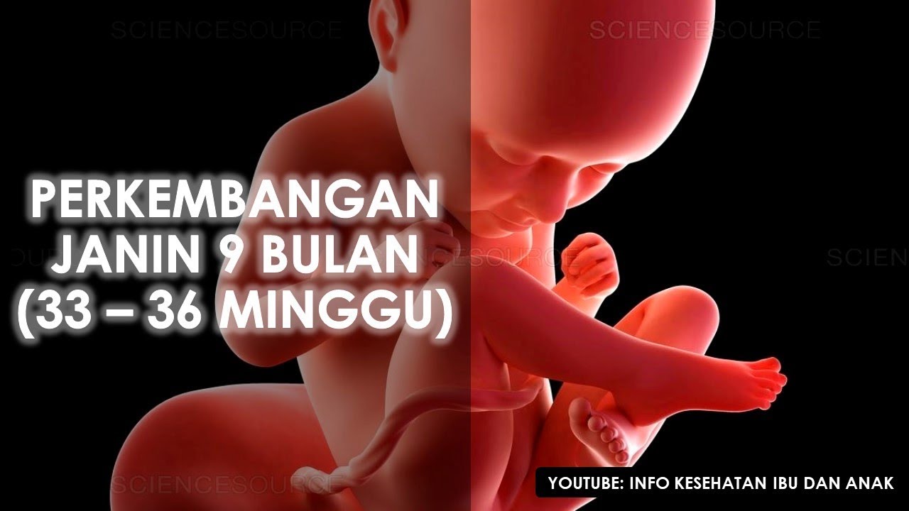 Detail Gambar Janin 35 Minggu Dlm Kandungan Nomer 19