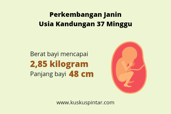 Detail Gambar Janin 37 Minggu Nomer 24