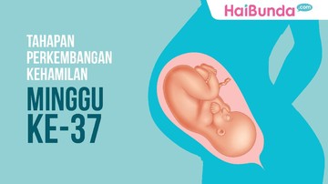 Detail Gambar Janin 37 Minggu Nomer 7