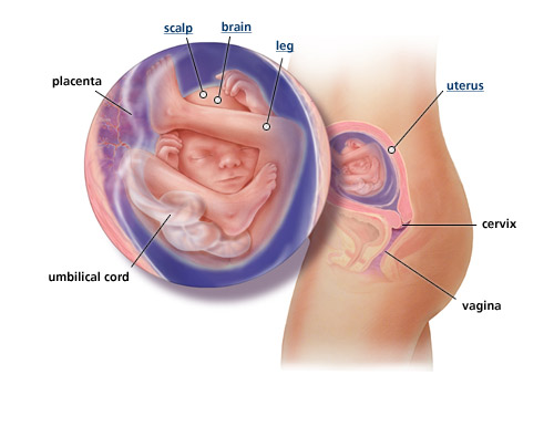 Detail Gambar Janin 4 Bulan Dalam Kandungan Nomer 12