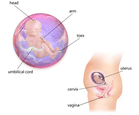 Detail Gambar Janin 4 Bulan Dalam Kandungan Nomer 14