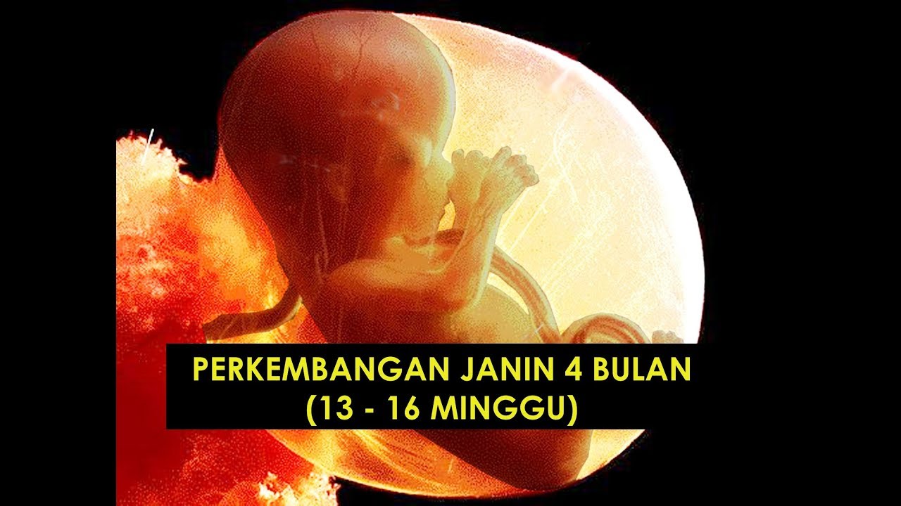 Detail Gambar Janin 4 Bulan Dalam Kandungan Nomer 49