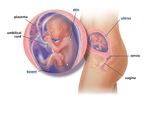 Detail Gambar Janin 5 Bulan Dalam Kandungan Nomer 8