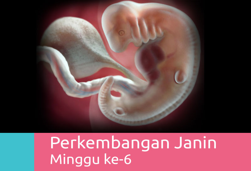 Download Gambar Janin 6 Minggu Nomer 11