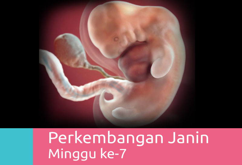 Detail Gambar Janin 7 Minggu Nomer 6