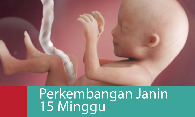 Detail Gambar Janin Berusia 15 Minggu Nomer 3