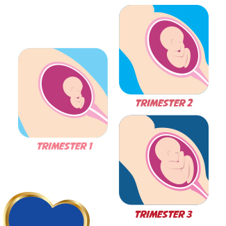 Detail Gambar Janin Trimester Ke 2 Nomer 10