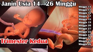 Detail Gambar Janin Trimester Ke 2 Nomer 23