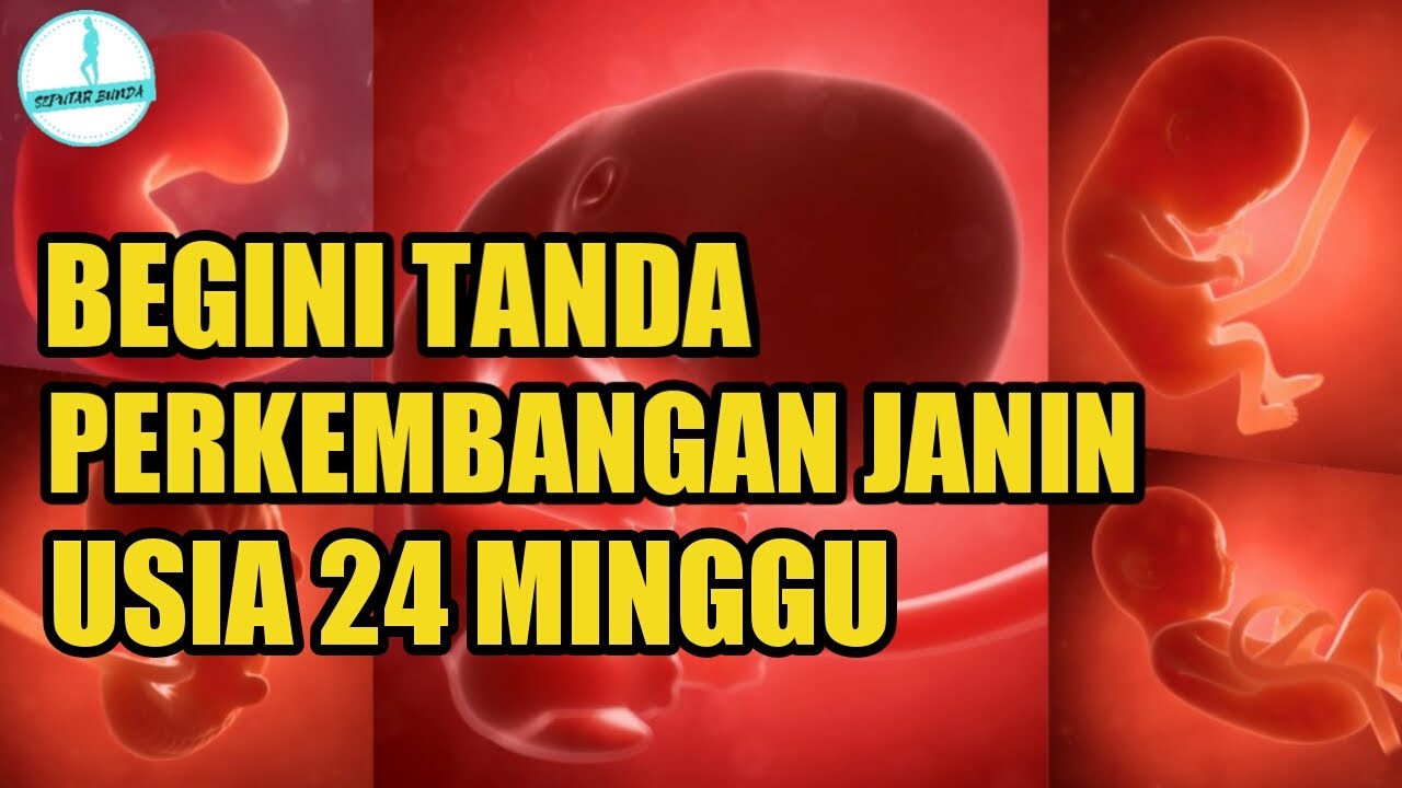 Detail Gambar Janin Usia 24 Minggu Nomer 30