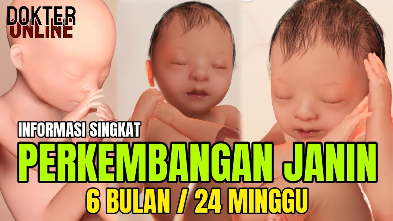 Detail Gambar Janin Usia 24 Minggu Nomer 48