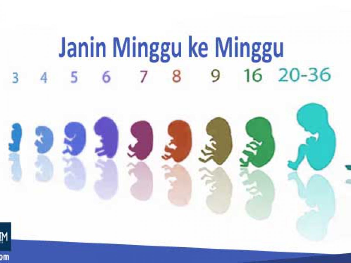 Detail Gambar Janin Usia 4 Minggu Nomer 34