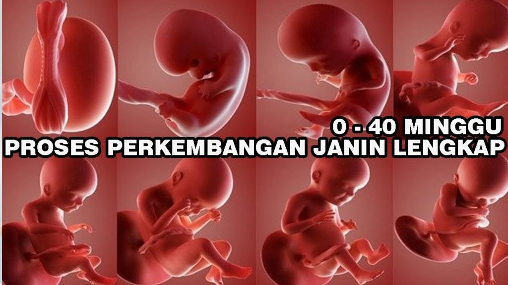 Detail Gambar Janin Usia 4 Minggu Nomer 9