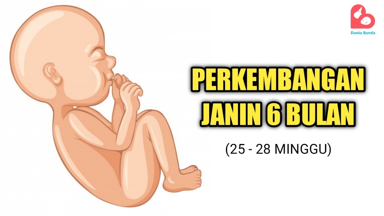 Detail Gambar Janin Usia 6 Bulan Nomer 45