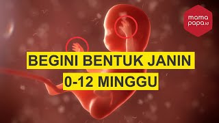 Detail Gambar Janin Usia 6 Minggu Nomer 22