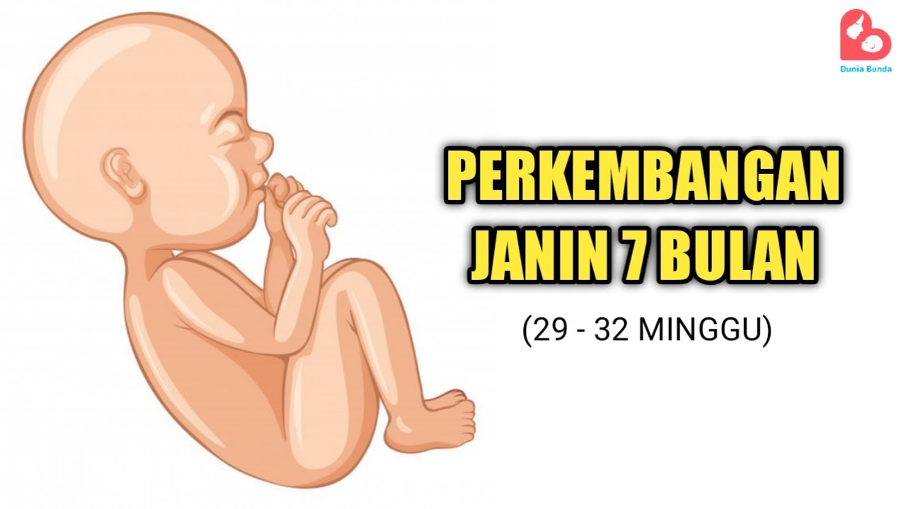 Detail Gambar Janin Usia 7 Bulan Nomer 31