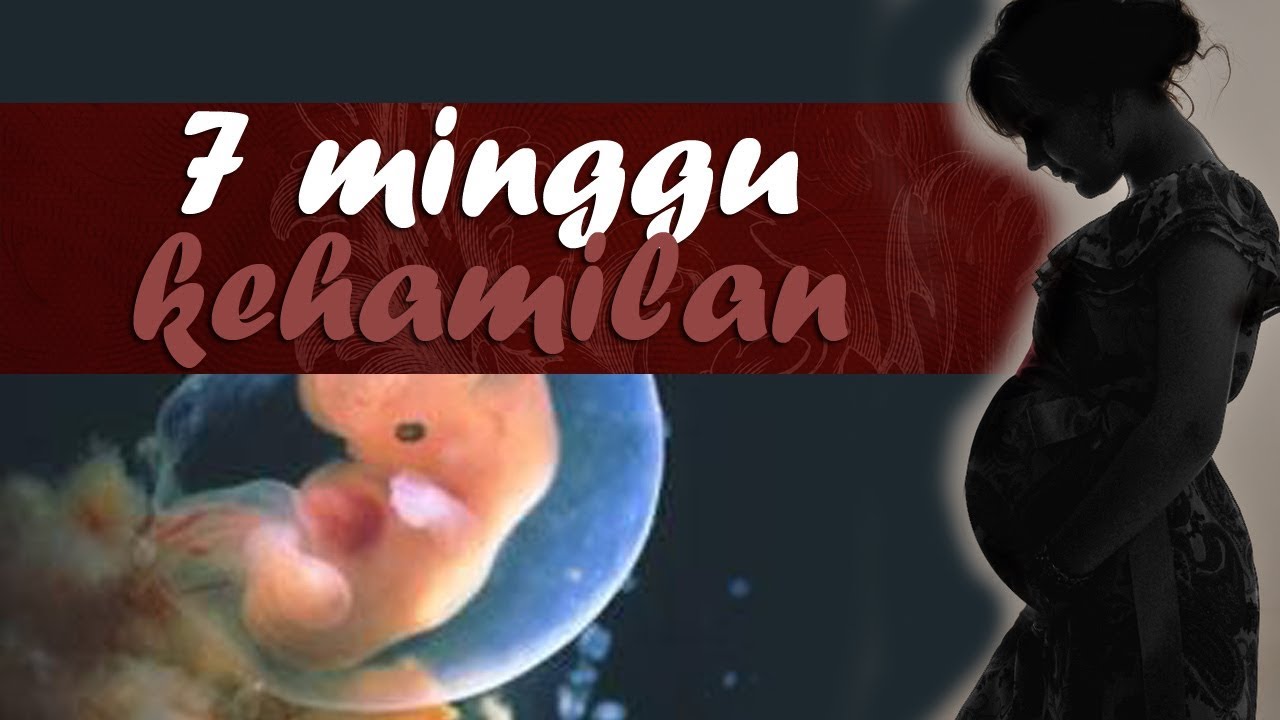 Detail Gambar Janin Usia 7 Minggu Nomer 18
