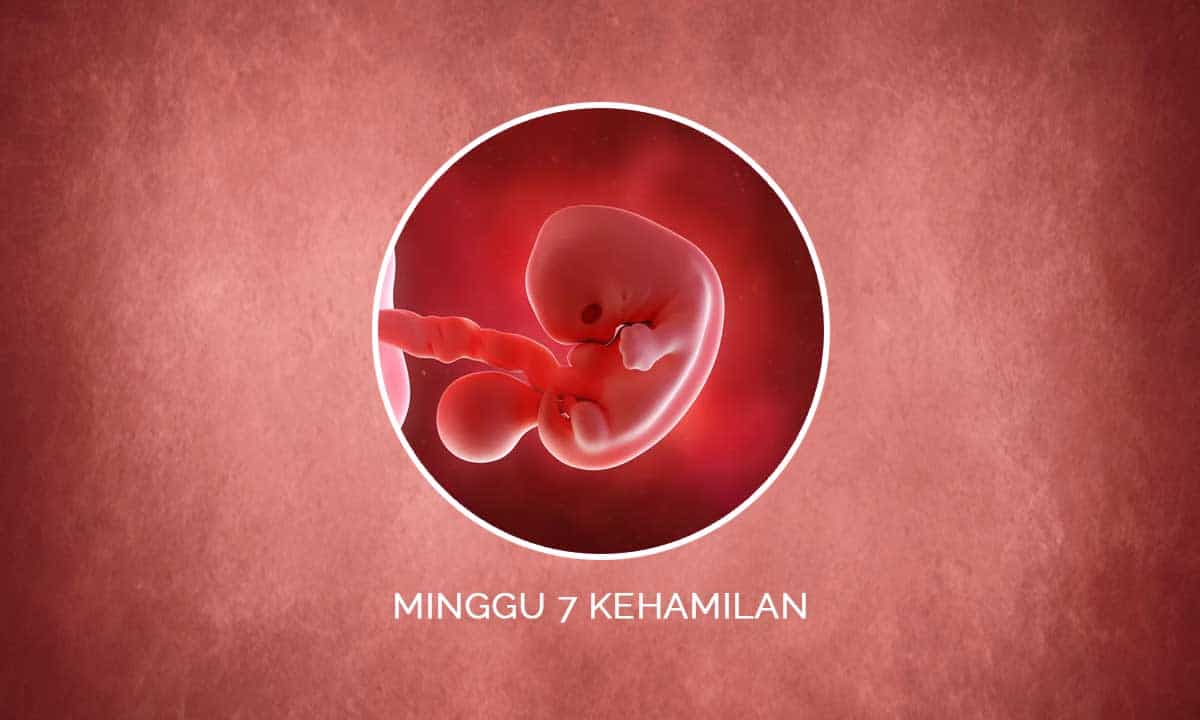 Detail Gambar Janin Usia 7 Minggu Nomer 22