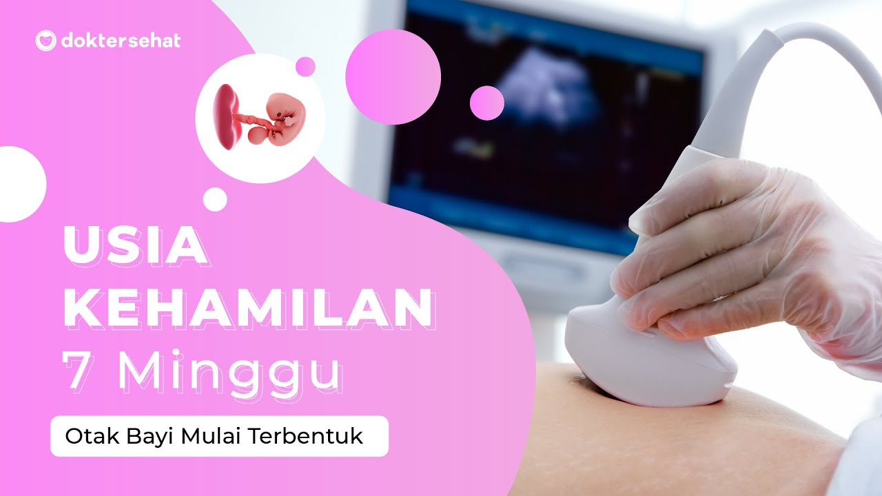 Detail Gambar Janin Usia 7 Minggu Nomer 30
